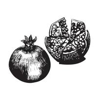 pomegranate vintage hand drawn sketch vector illustration