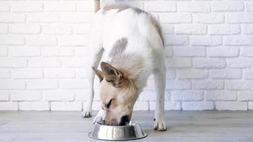 Cute mixed breed dog eating from the bowl at home, white brick wall background video
