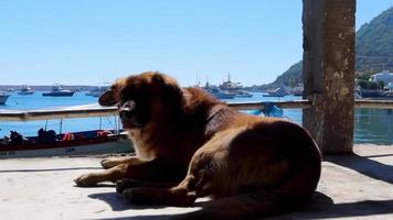 chien se reposant sur la jetée à la plage video