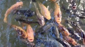 Carp in pond, colorful fish, aquatic. video