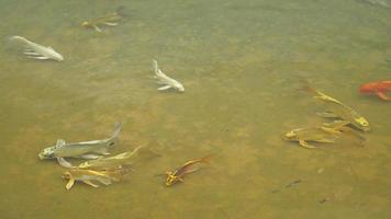 peixe carpa na lagoa video