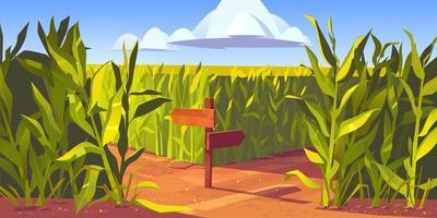 Green corn fields maize plants sandy road cartoon vector