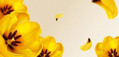 Yellow tulips and petals on transparent background vector