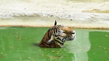The orange tiger enjoys a bath in the water, the tiger swims video