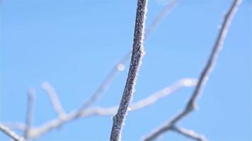 In a severe frost, crystals on the branches of apple trees in motion close-up video