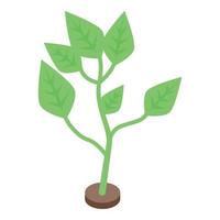 Natural soybean plant icon, isometric style vector