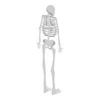 Back of human skeleton icon, isometric style vector