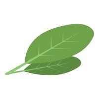 Cocoa leaf icon, isometric style vector