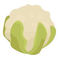 White cabbage icon, isometric style vector