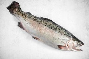 Fresh raw fish rainbow trout on a light background. photo