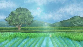 The parallax of rice field view video