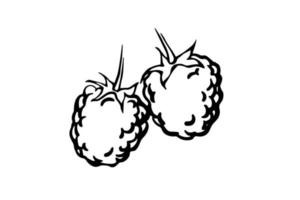 Raspberry black and white doodle drawing. Wild berries vector monochrome illustration.