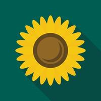 Sunflower icon, flat style vector