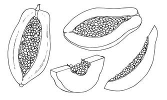 Vector Papaya fruit drawing. Hand drawn illustration of exotic tropical dessert on isolated background on isolated background. Set of drawing in outline style. Sketch of asian food.