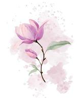 Pink Magnolia Flower on delicate abstract spot. Blooming plant with green leaves. Watercolor botanical hand drawn illustration on isolated background for greeting cards or wedding invitations. vector