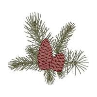 Christmas botany composition with pine tree branches and cones. Vector illustration in sketch style isolated on white background