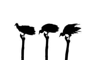 Silhouette of the Flock of the Black Vulture Bird, Based on my Photography as Image Reference, Location in Nickerie, Suriname, South America. Vector Illustration