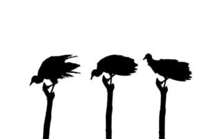 Silhouette of the Flock of the Black Vulture Bird, Based on my Photography as Image Reference, Location in Nickerie, Suriname, South America. Vector Illustration