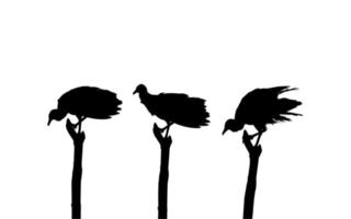 Silhouette of the Flock of the Black Vulture Bird, Based on my Photography as Image Reference, Location in Nickerie, Suriname, South America. Vector Illustration