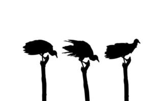 Silhouette of the Flock of the Black Vulture Bird, Based on my Photography as Image Reference, Location in Nickerie, Suriname, South America. Vector Illustration