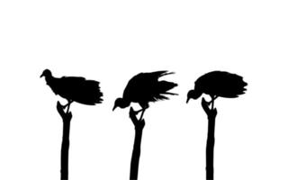 Silhouette of the Flock of the Black Vulture Bird, Based on my Photography as Image Reference, Location in Nickerie, Suriname, South America. Vector Illustration