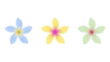 Jasmin flower vector objects in multiple colors.
