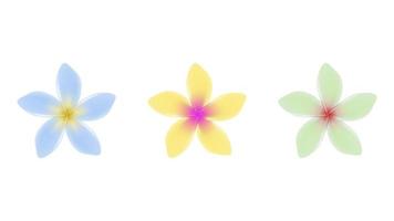 Jasmin flower vector objects in multiple colors.