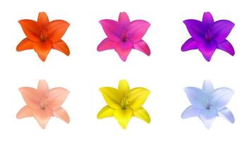 realistic lily flower vector object created with gradient mesh, colorful lily flower object set on white background.