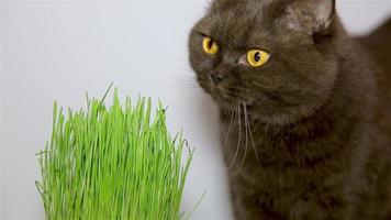 British breed of cat chocolate brown eats grass video