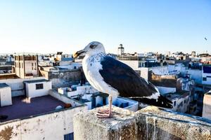 gaviota en marruecos foto