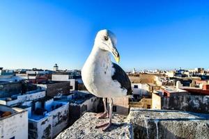 Seagull in Morocco photo