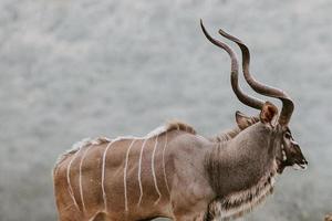 kudú, sudáfrica foto