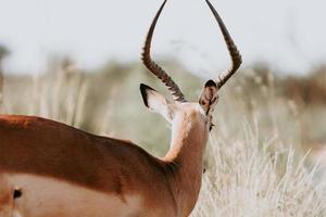 South African Impala deer photo