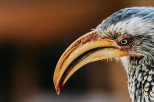 Hornbill portrait, South Africa photo