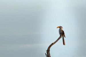 Hornbill sitting on a stalk photo