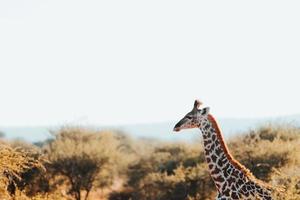 jirafa bebé, sudáfrica foto