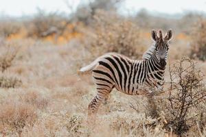 South African Zebra photo