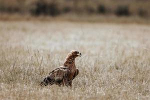 African eagle, South Africa photo