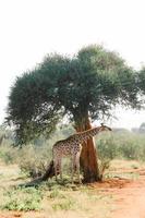 Giraffe grazing on a tree in South Africa photo