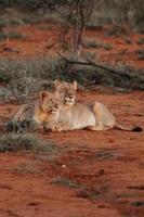 Lioness and cub portrait photo