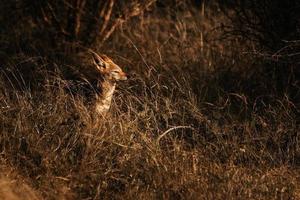 Jackal camouflage in the thick african bush photo