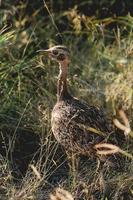 pájaro sudafricano foto