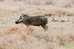 Warthog during sunset in South Africa photo