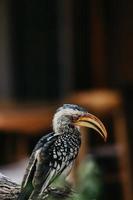 Hornbill portrait, South Africa photo