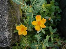 small yellow flowers that dazzle insects photo