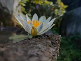 a lotus that blooms in a under sunshine photo