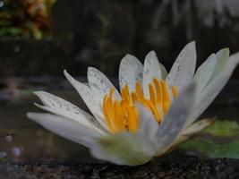 a lotus that blooms in a under sunshine photo