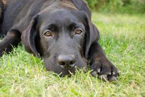 A black dog rests on the grass. Labrador retriever lies on a green lawn. photo