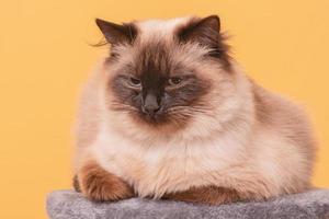 Purebred young cat on a gray cat stand. Cat on a yellow background Neva masquerade. photo