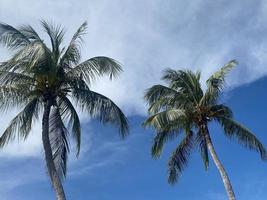 Beautiful coconut palm trees on blue sky background photo